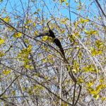 black knot fungal disease, Apiosporina morbosa