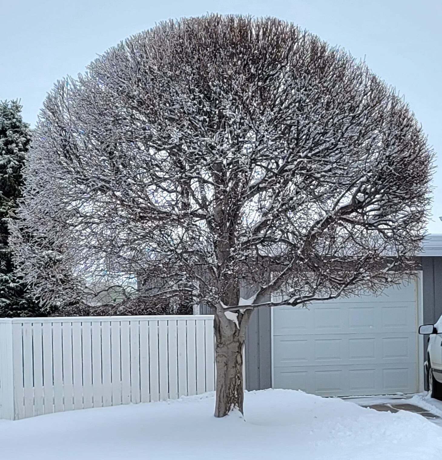 mayday tree in winter