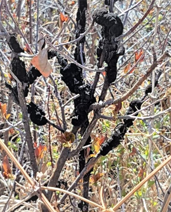 Black Knot in Chokecherry trees