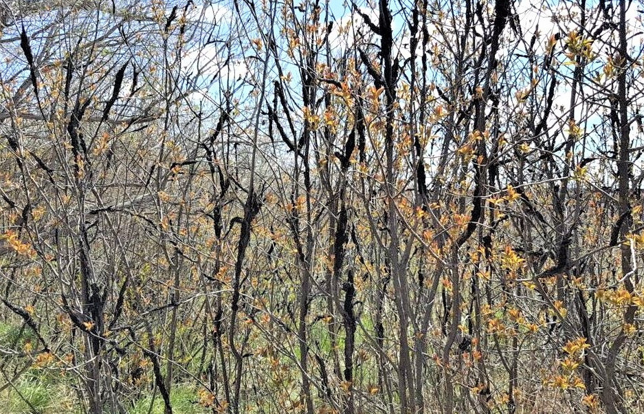 Black Knot in trees in Indian Battle Park Lethbridge, Alberta