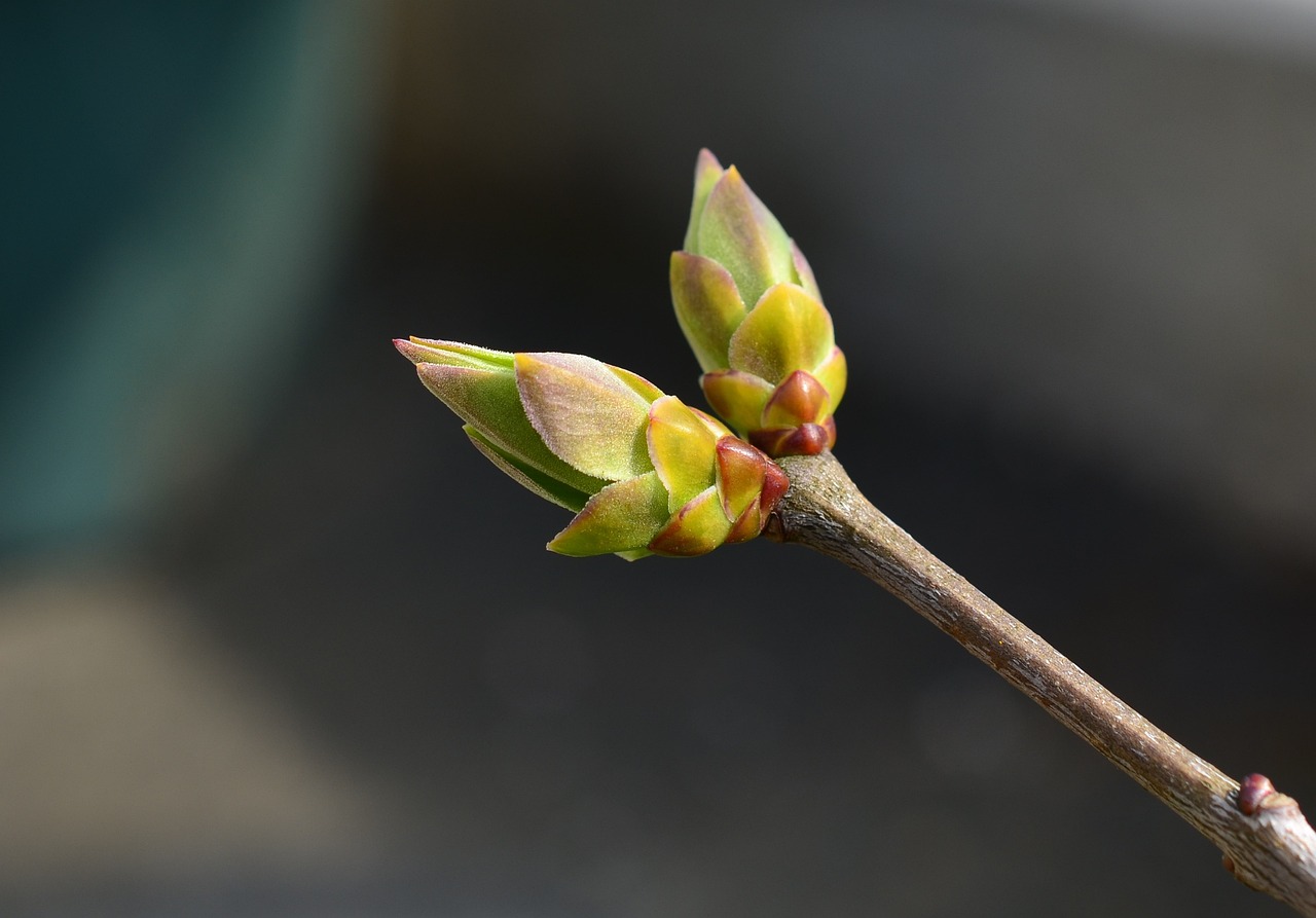 bud, spring, lilac-712925.jpg