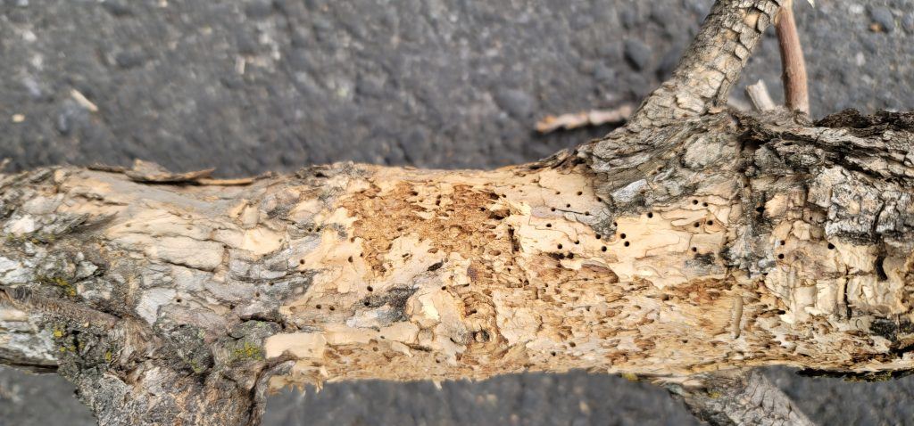 Evidence of Pine Beetle Damage