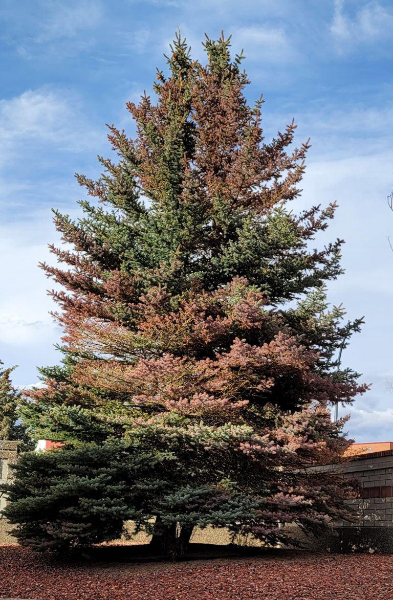 Rhizosphaera Needle Cast Fungal Disease